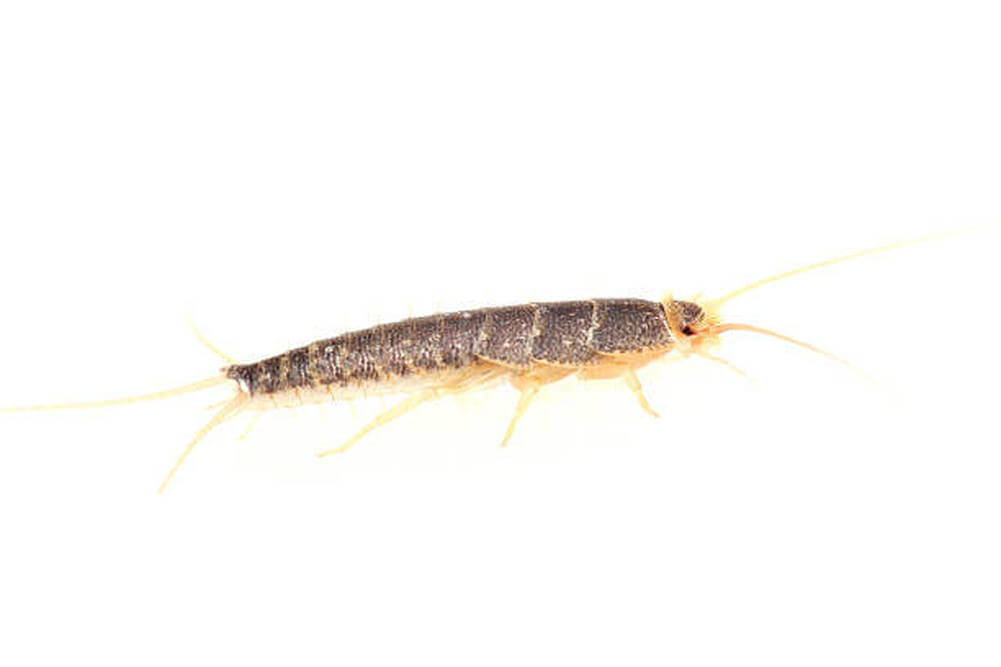 Silverfiskfälla Silverfiskfälla